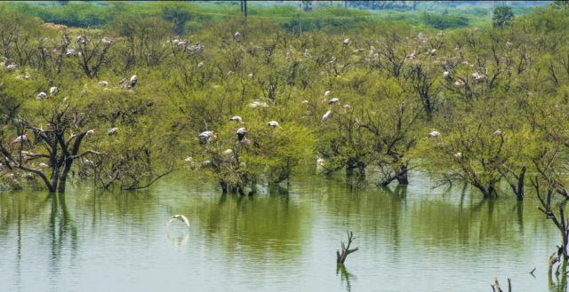theerthangal bird sanctuary