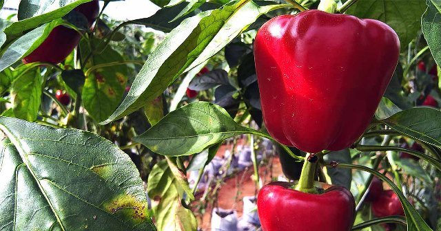 dry red chilli suppliers in ramanathapuram