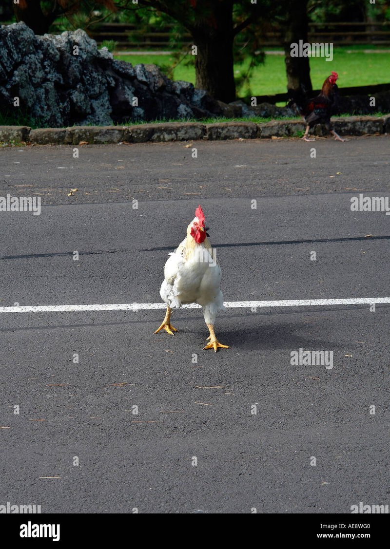 Explore chicken road gokkast