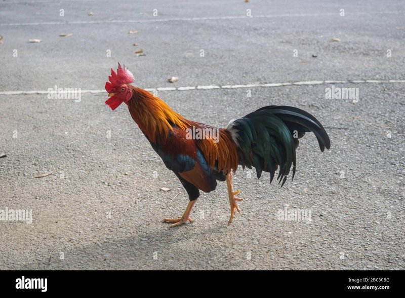 Ontdek de Sensatie van Chicken Road: Het Nieuwste Gokspel in Nederland